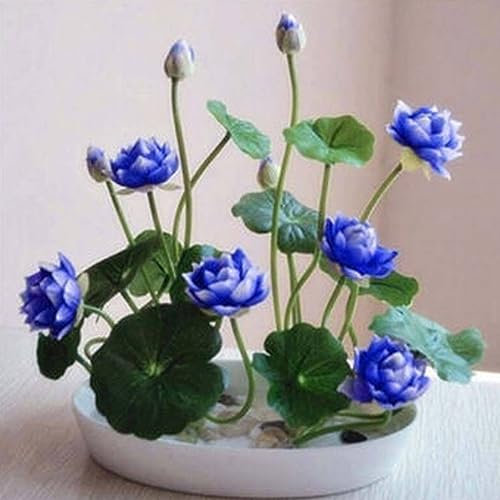 PERZOE 10 Pz Ciotola Semi di Loto, Piante Bonsai Giardino Domestico Pianta Idroponica Decorazione Floreale 10 pz Blu