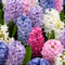 Plant in a Box - Hyacinthus Mix x10 - Hyazinthe Zwiebeln - Blumenzwiebeln Winterhart für Garten, Terrasse oder Balkon