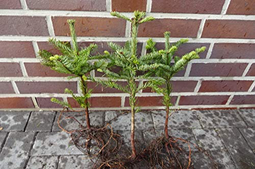 10st. Edel-Tanne abies nobilis 20-40cm Wurzelware Nobilistanne Silbertanne/Edeltanne Abies nobilis Weihnachtsbaum Gestecke