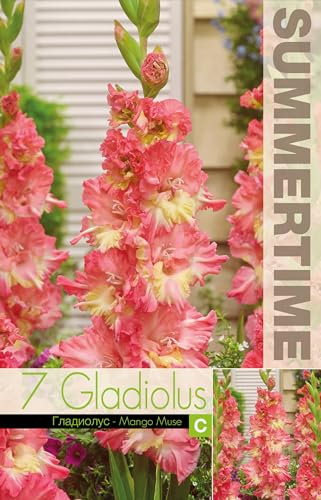 AGRONOM | GLADIOLEN - MANGO MUSE | Mehrjährige Blumenzwiebeln | Eine Mixtur Blumen | Werden in Blumengärten, Töpfen angebaut, in blühenden Rasenflächen | 7 Blumenzwiebeln