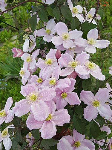 Bergwaldrebe 10 Samen (Clematis montana)- unendlichen Blütenmeer