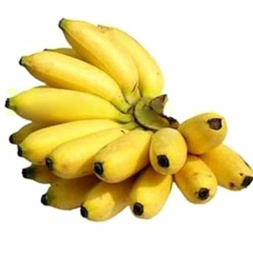 kiskick 200 Stück Zwerg-Bananenbaum-Samen, Mini-Bonsai-Frucht, Hausgarten, Büro, Pflanzendekoration, ertragreiche Samen für den Anbau Bananensamen