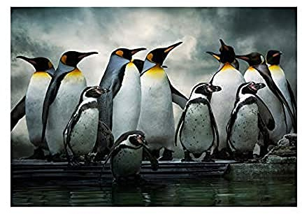 Wee Blue Coo Photo Nature Emperor Penguin Birds Wall Art Print