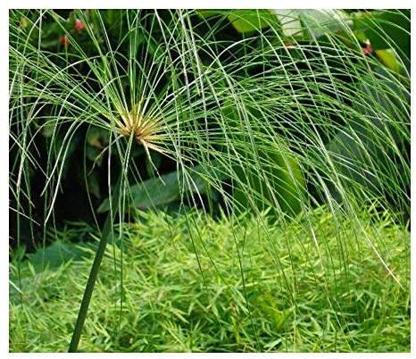 Cyperus papyrus - Echter Papyrus - Papyrusstaude - 15 Samen
