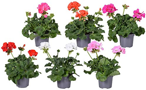 DECOALIVE Geranios de Primavera Pack 6 Plantas Naturales con Flores