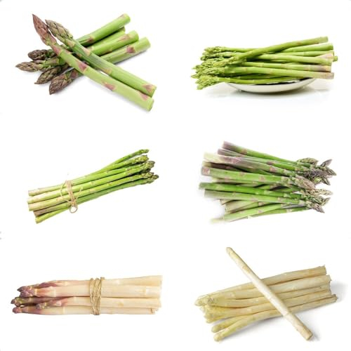 20 piezas Semillas de plantas de espárragos - Plantas en macetas, Plantas perennes resistentes, Espárragos officinalis, Semillas de hortalizas históricas, Regalos prácticos, Plantas en