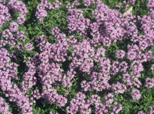 Pack X6 Creeping Thyme Red 'Coccineus' Perennial Garden Herb Plug Plants