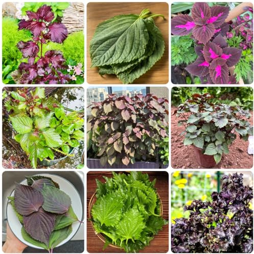 Perilla frutescens - shiso - Coltivare invernali semi di perilla aromatiche, invernali semi di per medicinali, aromatiche 650semi