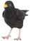 Rivanto® Vogelfigur Amsel, authentische Tierfigur aus Kunststoff, ca. 12 cm, Gartendekoration