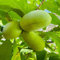 8 pcs indianerbanane kaufen samen, garten pflanzen, garten hochbeet indianerbanane frucht - Asimina triloba - winterharte kübelpflanzen, geschenke für pflanzenliebhaber säulen obstbäume,