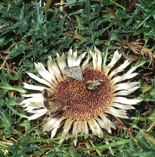 Wetterdistel - Carlina acanthifolia - lebende Gartenpflanze aus den Baumschulen