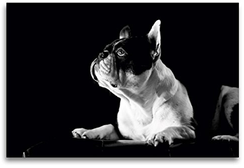 Premium Textil-Leinwand 120 x 80 cm Quer-Format Juno - Französische Bulldogge, 4 Jahre | Wandbild, HD-Bild auf Keilrahmen, Fertigbild auf hochwertigem Vlies, Leinwanddruck von Jana Behr