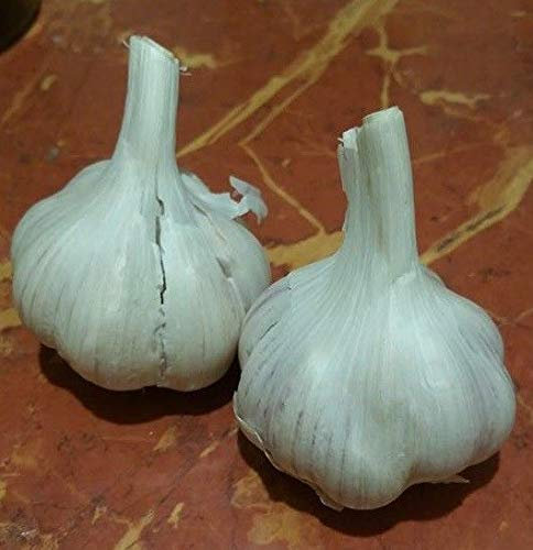 Portal Cool 5Xcloves Solent Wight: Elephant Ail, Rouge roumaine, duc Rouge, Rouge Russe, Solent Wight, Non Ogm