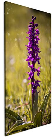 deyoli violetter Fingerhut Panorama 120x60 cm als Leinwandbild, Motiv fertig gerahmt auf Echtholzrahmen, Hochwertiger Digitaldruck mit Rahmen