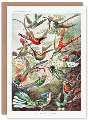 Artery8 Ernst Haeckel Art Card Kolibri Birds Hummingbird Species