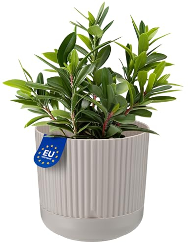 KONZEPT Blumentopf mit Untersetzer, 16 cm Durchmesser, Übertopf in Beige, 2,4 L, Pflanzentopf Geriffelt aus Kunstoff