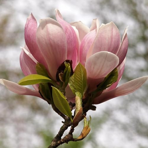 Tulpen-Magnolie - Magnolia Soulangiana - Blüten Hellrosa - Strauch - Wenig Pflege - Topf 17cm Höhe 45cm