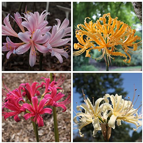 Perenne resistente/Regalo/Crescita, giardini e balconi, Raro Rizoma Di Lycoris radiata, Resistente All'Inverno, 2bulbs-E