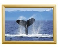Showdown® Displays Klapprahmen gold 24,1 x 32,8 cm