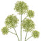 Briful 70CM 3er Set Kunstblumen Wie Echt Künstliche Kronenblumen Calotropis Gigantea Schleierkraut Grüne Kunstblumen Dekorative Gypsophila für Hochzeit Party Frühling Dekoration
