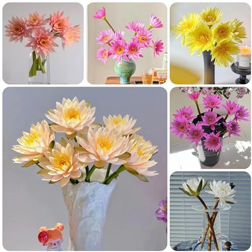 seerosen lotusblume, lotosblumensamen seltene, wohnzimmer deko lotus lotusblüte winterharte garten kräuterpflanzen blumensamen 12samen