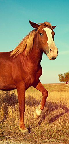 Melis-Folienwerkstatt Türtapete Türposter selbstklebend – braunes Pferd auf der Weide - 90x205cm und 100x210cm - Fototapete Poster Türfolie Tapete – T00096