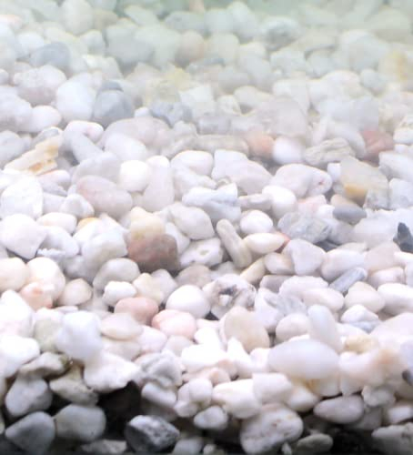 Silbermann Bright Gravel, Heller Aquarienkies für Meer- und Süßwasser, 4-8mm Körnung, 5kg
