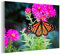 MuchoWow Glasbild Glasfoto Wandbild Bilder Deko 120x80 cm Schmetterling - Botanisch - Blume