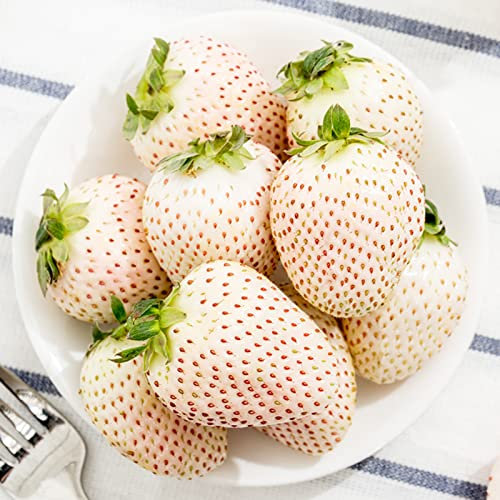 Haloppe 100 pezzi di semi di frutta alla fragola per piantare il giardino di casa, semi di fragola semi di fragola bianca dolce semi di Fragaria Seme