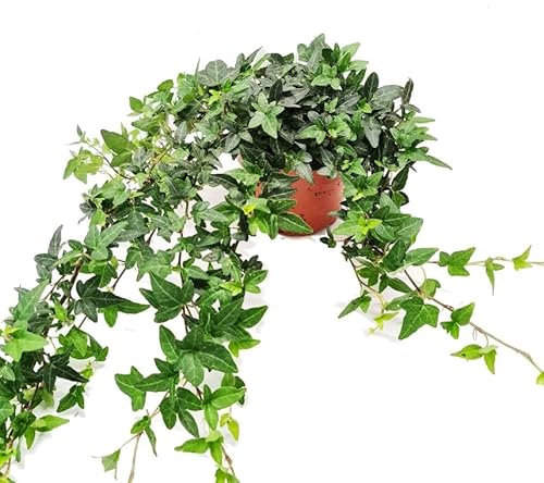 Hiedra Planta Natural Resistente y de Exterior
