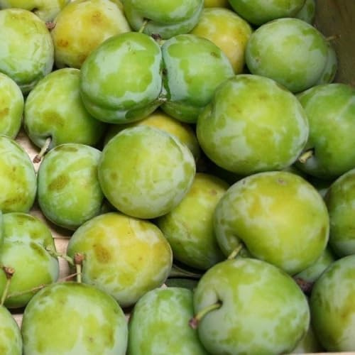PIANTA DA FRUTTO SUSINO REGINA CLAUDIA VERDE in vaso 20 età 2/3 anni