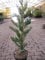 Sequoiadendron giganteum Greenpeace - Riesen-Mammutbaum Greenpeace