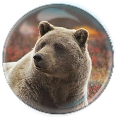 Deluxebase Magnidome Grizzly Bear Fridge Magnet – Crystal Glass Dome Animal Magnets for Fridges, Decorative Strong Magnet for Kitchen Accessories, Novelty Gifts and Cute Home Decor.