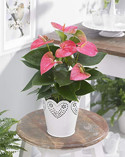 Anthurium Tailflower - Tropical Decorative Gift Herb Pink Plant 15-30cm