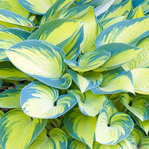 Hosta 'June' Plantain Lily Herbaceous Perennial Flowering Potted Garden Shrub (20-30cm Incl. Pot)
