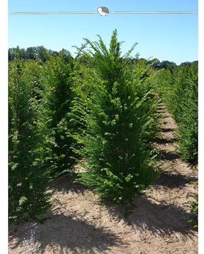 Gemeine Eibe Taxus baccata 100-120 cm. Angebot: 8 Heckenpflanzen. Eibenhecke