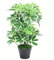 Leaf Arbre Parapluie Artificiel Schefflera Arboricola avec Pot en Plastique Noir 55 cm, Buisson Léger de 55 cm., 55cm Light Bush