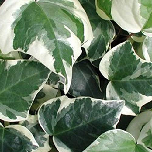 2 x Hedera Algeriensis 'Gloire De Marengo' - Lierres des canaries 50-60 cm en conteneur