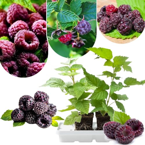 2 Raspberry Live Plants, Glencoe Purple Thornless Raspberries 4-8 Tall