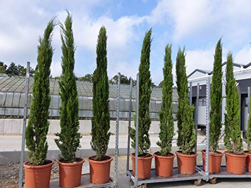 250 cm Mittelmeerzypresse Cupressus Semper. 'Totem' Toskana Zypressen Zypresse