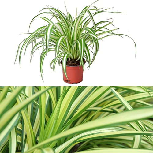 Spider Plant in 12cm Pot - Chlorophytum comosum - Indoor Air Purify Plant - Easy to Maintain (3 Plants)