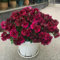 50 piezas Semillas de geranio colgantes Semillas de variedades antiguas. Pelargonium hortorum, geranios Plantas de balcón, semillas de variedades antiguas. Semillas de flores Plantas