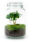Flaschengarten Mason Jar - DIY-Pflanzenterrarium - 28 cm - mit Kaffeepflanze - incl. Rechen und Schaufel