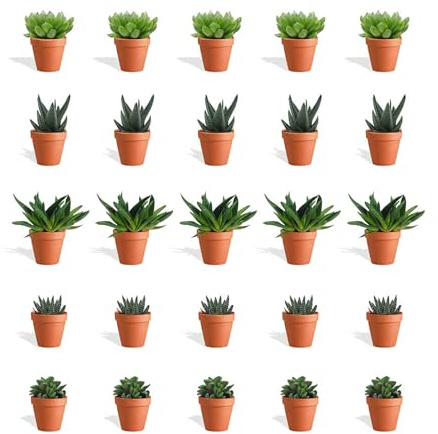 DutchLeafs Haworthia Mix 20 Stück Verschiedene Mini-Sukkulenten im Ø 7 cm Terrakotta Blumentopf - Asphodeloideae Sukkulent Kleine Pflanzen Sammlung Pflegeleichte Zimmerpflanzen - Höhe 8-15 cm