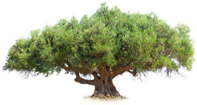 Olivenbaum (Olea Europea)- 50 Samen -Echter Ölbaum-Bonsai geeignet-