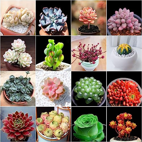 500 Pezzi Semi Succulenti Resistenti, Mini Piante Vere, Piante Da Interno Piante Grasse Vere, Semi Di Letti Rialzati, Decorazioni Da Giardino Per Esterni Semi Succulenti, Piante Rare