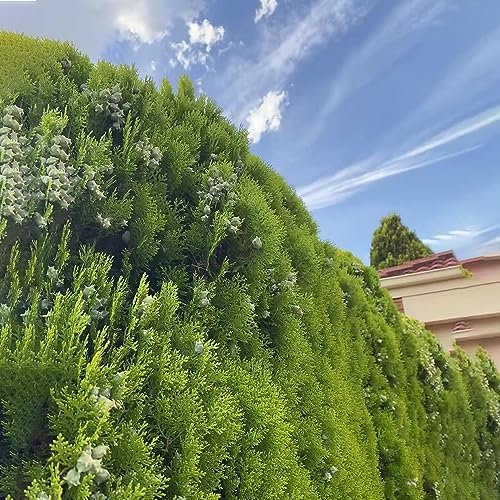 40 pcs Zypressen Pflanzen Winterhart Samen, Stauden Winterhart Mehrjährig Lebensbaum Bäume Garten Winterhart Bonsai Samen Winterharte Kübelpflanzen Zimmerpflanzen Samen Zimmerpflanzen
