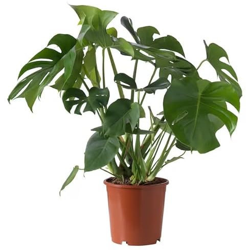 Monstera Deliciosa Natural Déjala Brillar en tu Espacio