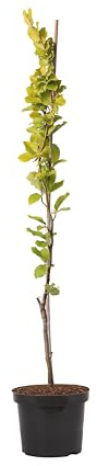 Rotbuche 'Dawyck Gold' - Fagus sylvatica