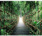murando Fototapete selbstklebend Natur 294x210 cm Tapete Wandtapete Klebefolie Dekorfolie Tapetenfolie Wand Dekoration Wandaufkleber Wohnzmmer tropische Landschaft Dschungel Brücke